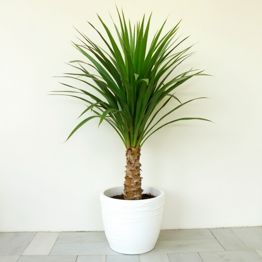 Beaucarnea drzewiasta (Beaucarnea gracilis)